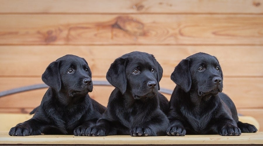 Three Black Puppies With Wood Background