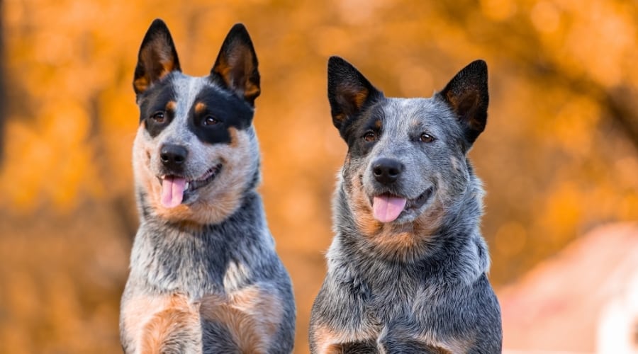 Two Blue Heelers Outdoors