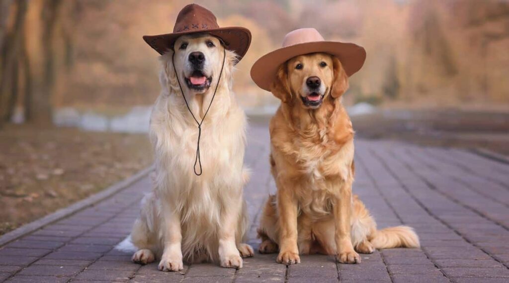 Two golden retriever dogs sitting on a road in hats at sunset autumn spring