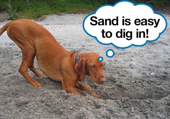Vizsla dog digging in in soft sandy soil with speech bubble
