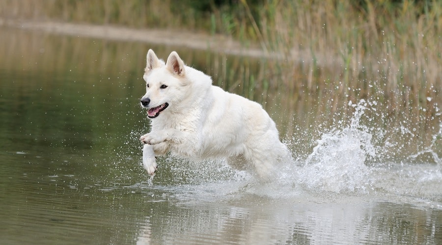 White German Shepherd Needing Groomed
