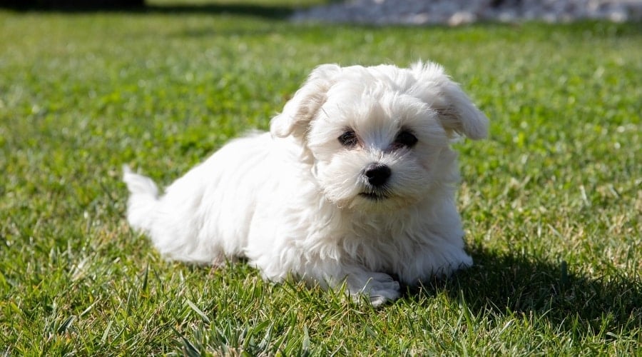 A cute dog breed, a white Maltese puppy, sitting on grass.