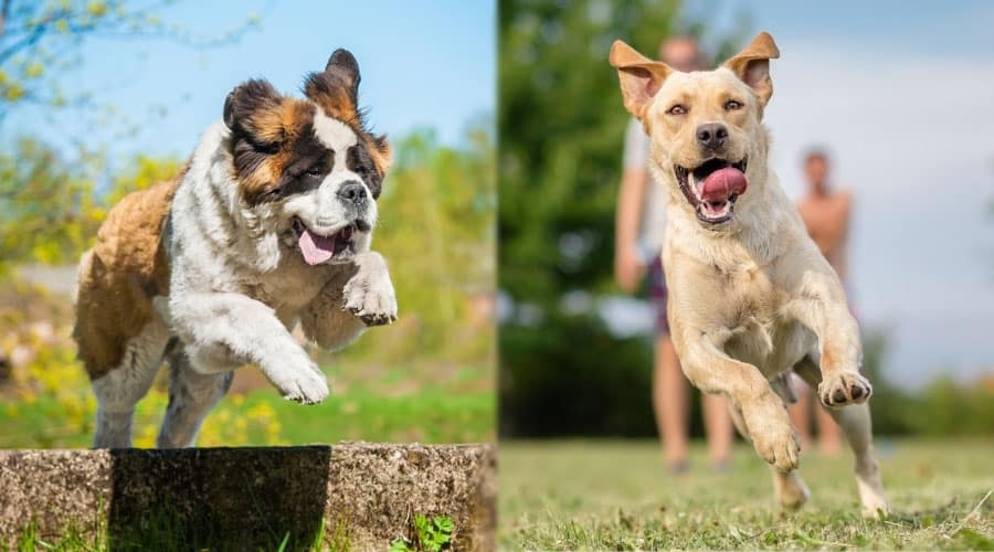 Two Dogs Outside Having Fun