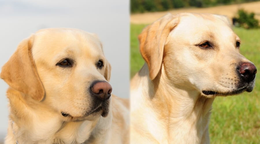 Yellow Labradors Field and Bench