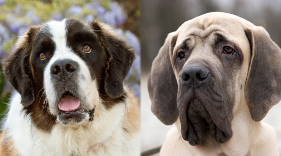 Young and Healthy Saint Bernard with Mastiff