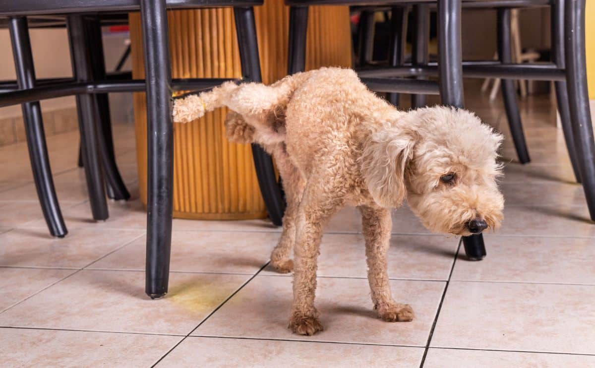 Poodle pet dog pee urinate inside home onto furniture to mark territory.