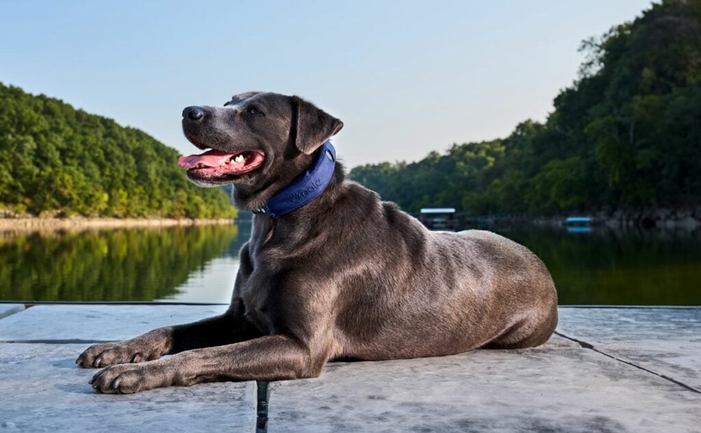 Black Lab laying on a dock wearing halo collar.