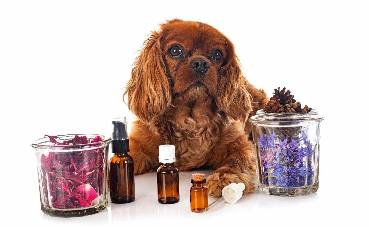 Dog with alternative medicine.