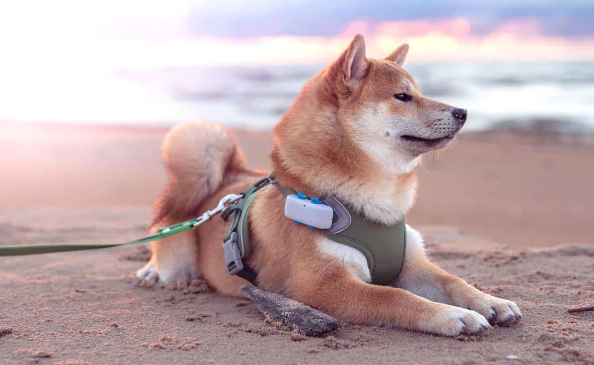 Dog at beach wearing a Tractive GPS dog tracker on collar.