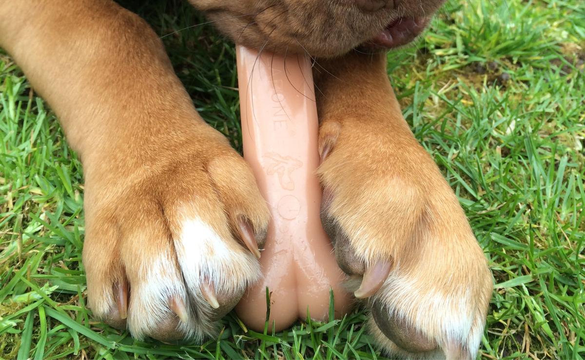 Puppy chewing on a nylabone in the grass.