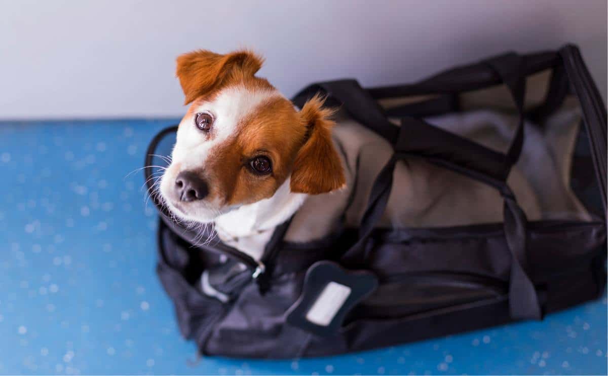 Dog in airline-approved pet carrier.