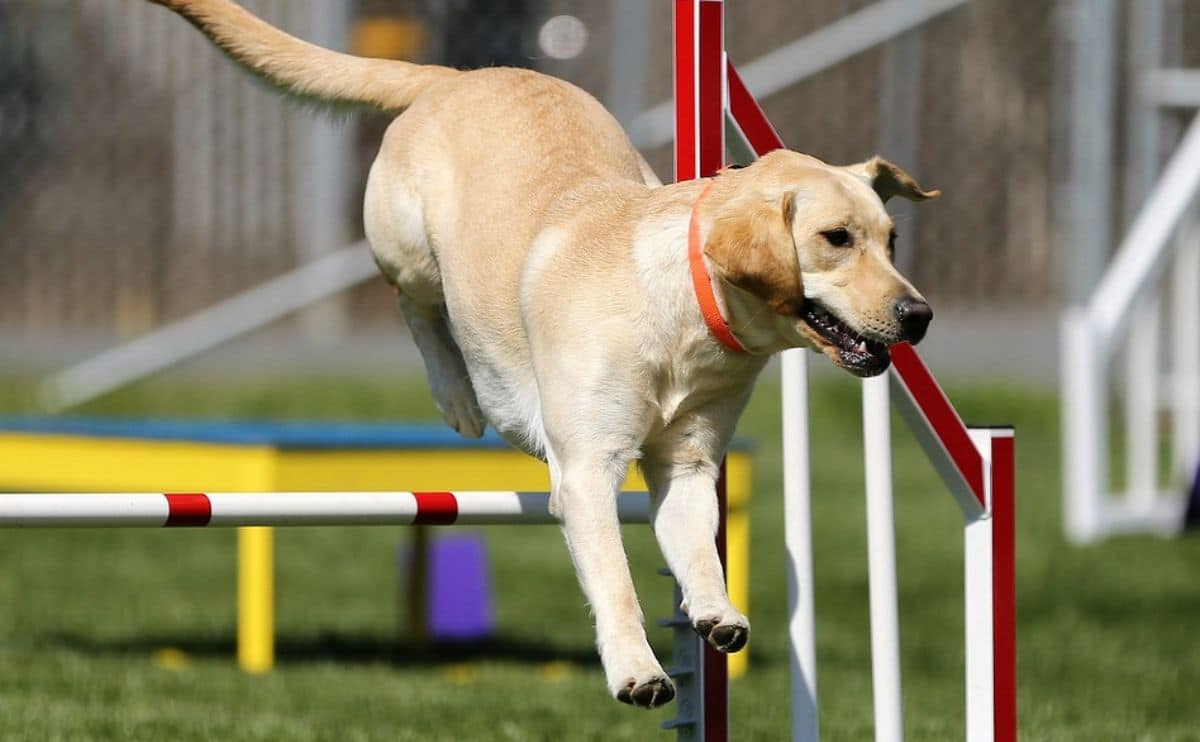 Dog jumping over agility course.