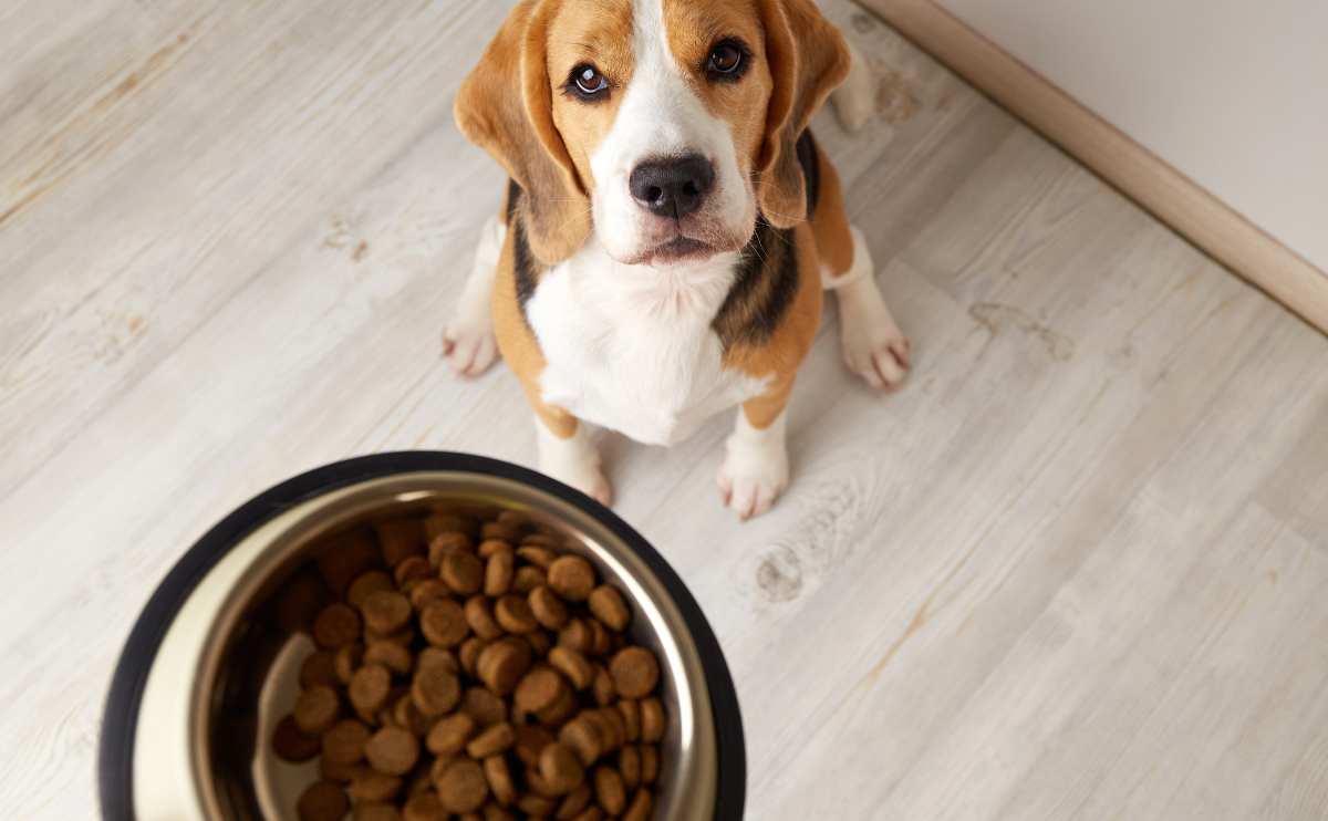 Beagle dog looking up sitting next to bowl of hydrolyzed protein dog food.