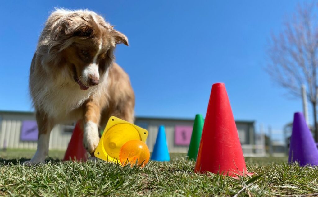 Dog playing brain games outside.