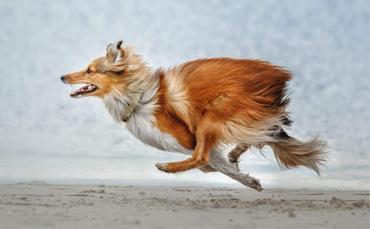 Dog running fast on the sand.