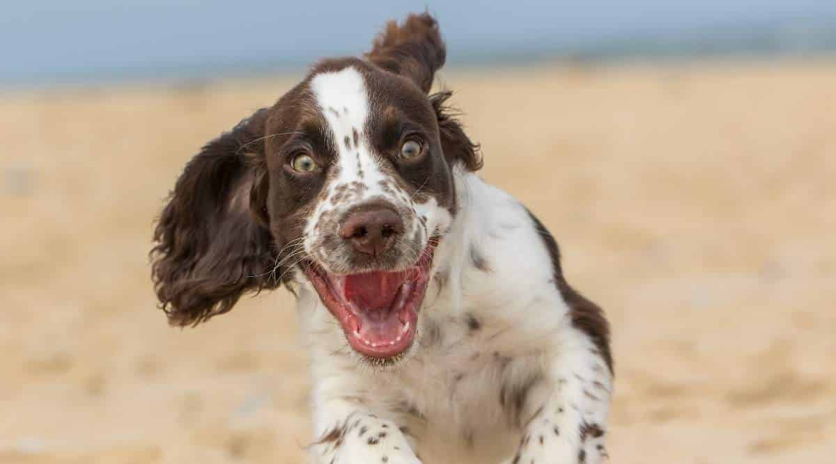 A Spaniel running on beach with high energy.