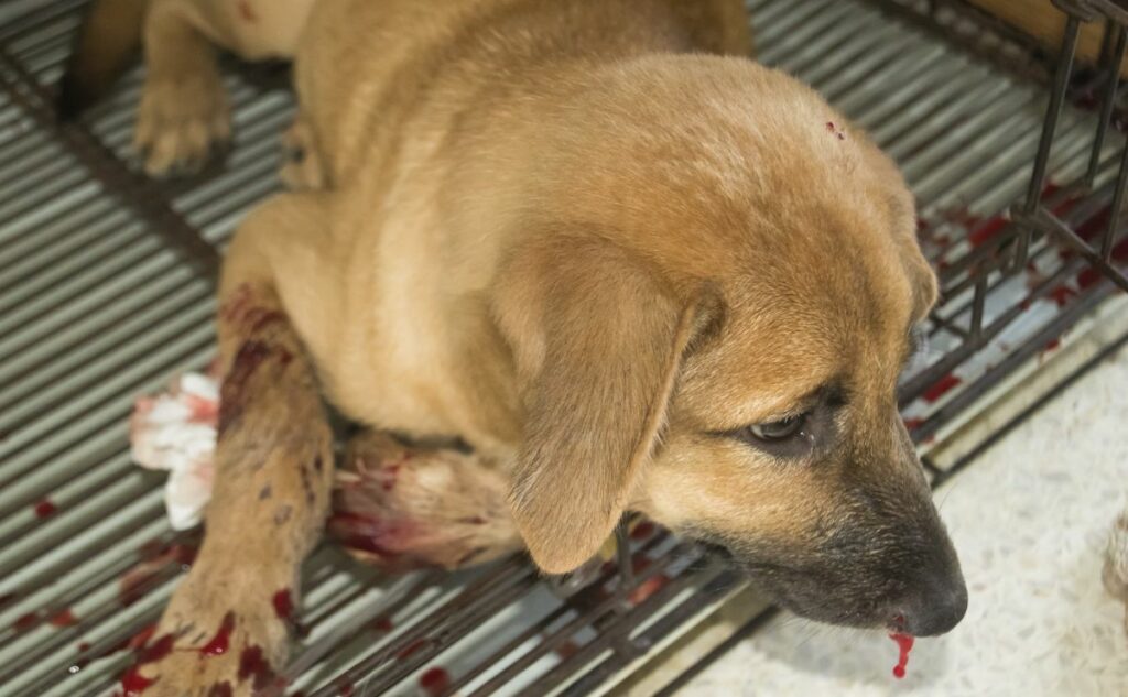 Dog with Von Willebrand's Disease.