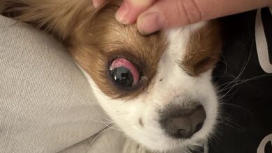 Georgie with red eye.