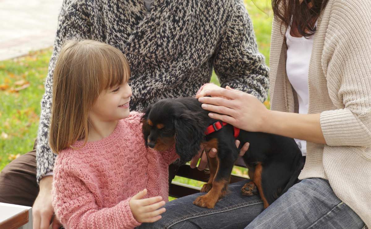 Girl meeting Cavalier puppy with her parents outside.