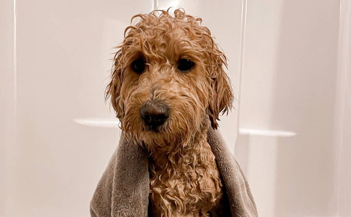 Goldendoodle getting a bath.