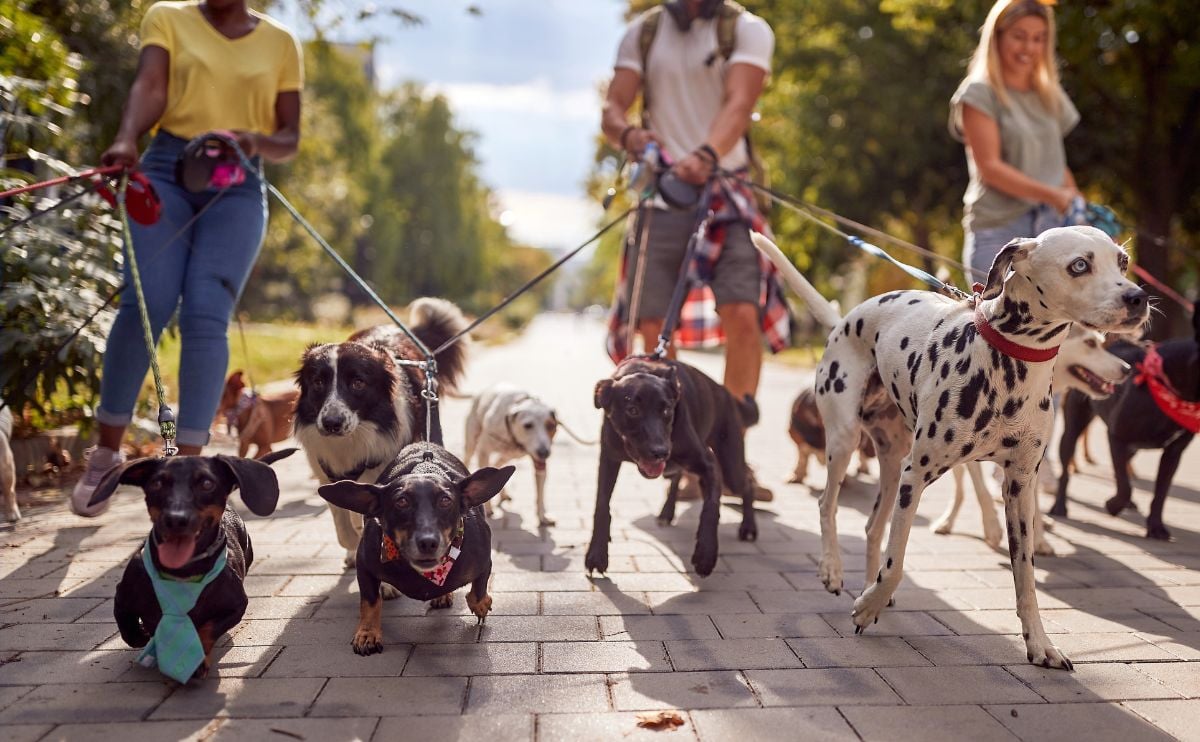 Dog walkers with packs of dogs.