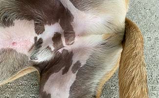 Dog's genitals post-neutering