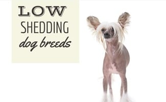 Hairless dog (Caption: Low Shedding Dog Breeds)