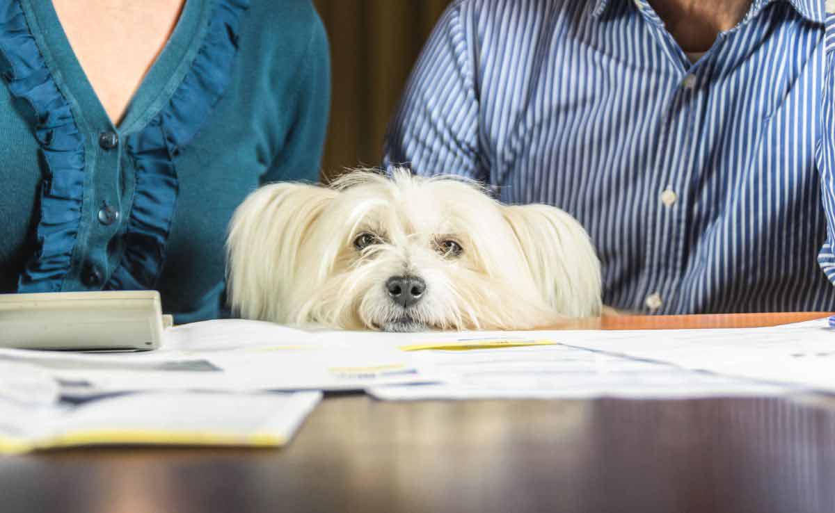 White dog with face on table with financial documents and owners sitting.