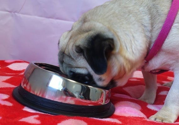 Pug eating from Enhanced Pet stainless steel flat-faced dog bowl.