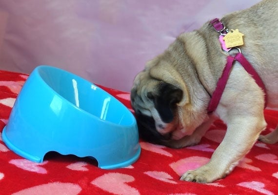 Pug puppy dog sniffing around the base of flat-faced dog bowl.