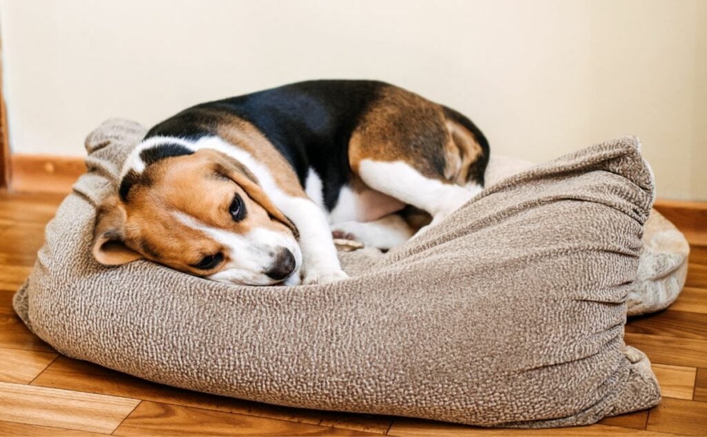 Sick Beagle curled up in dog bed.