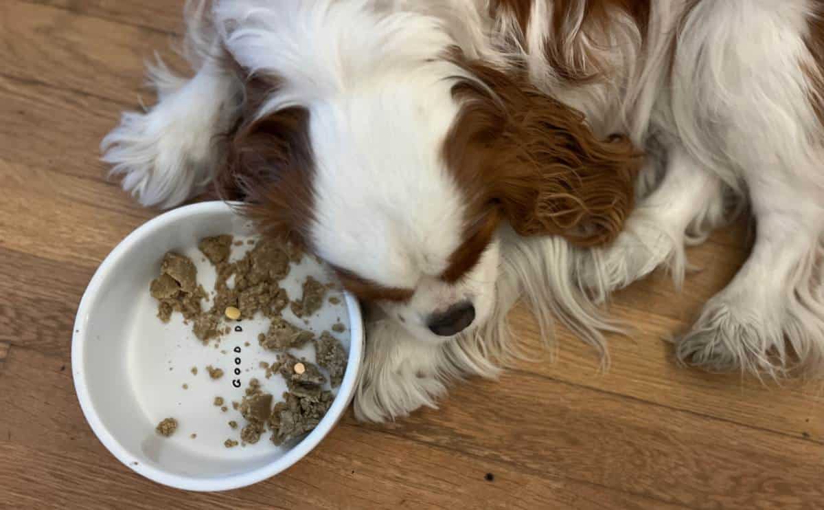 Sick dog laying on the floor next to bowl of food not eating or taking pills in the food.