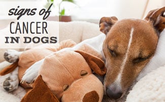 What are the Signs of Cancer in Dogs? Terrier sleeping with stuffed dog (caption: Signs Of Cancer In Dogs)