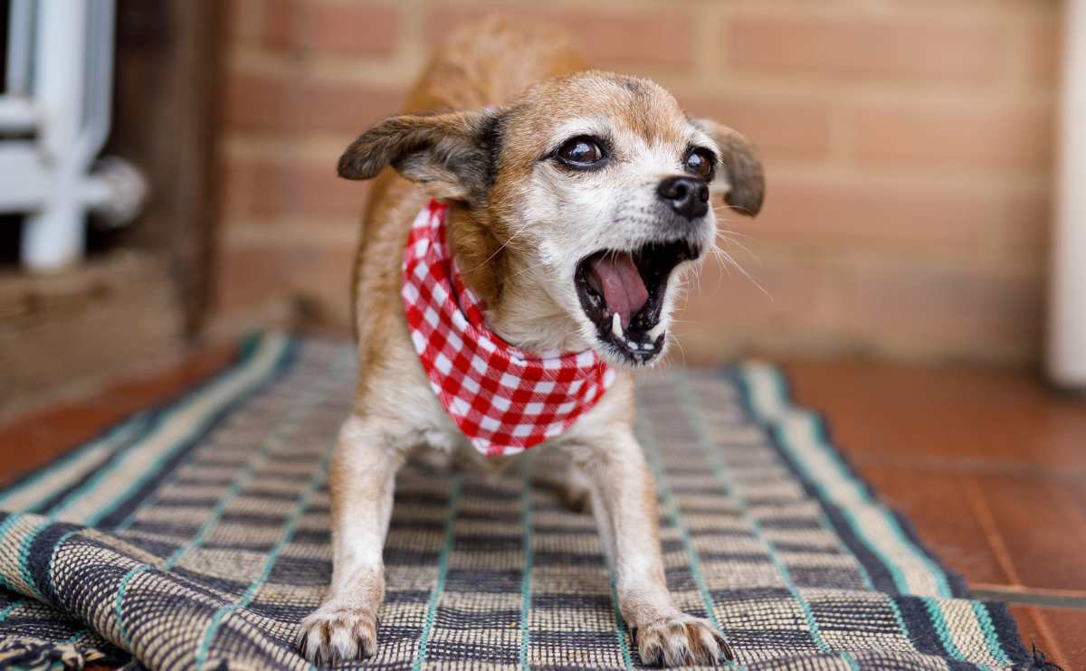 Small dog barking outside.
