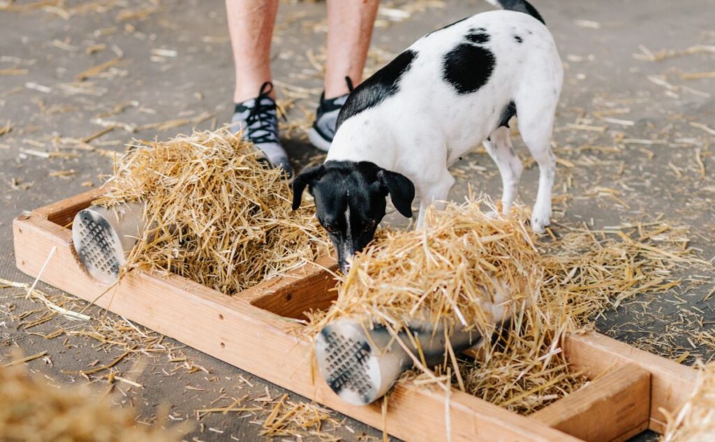Small dog doing barn hunt.