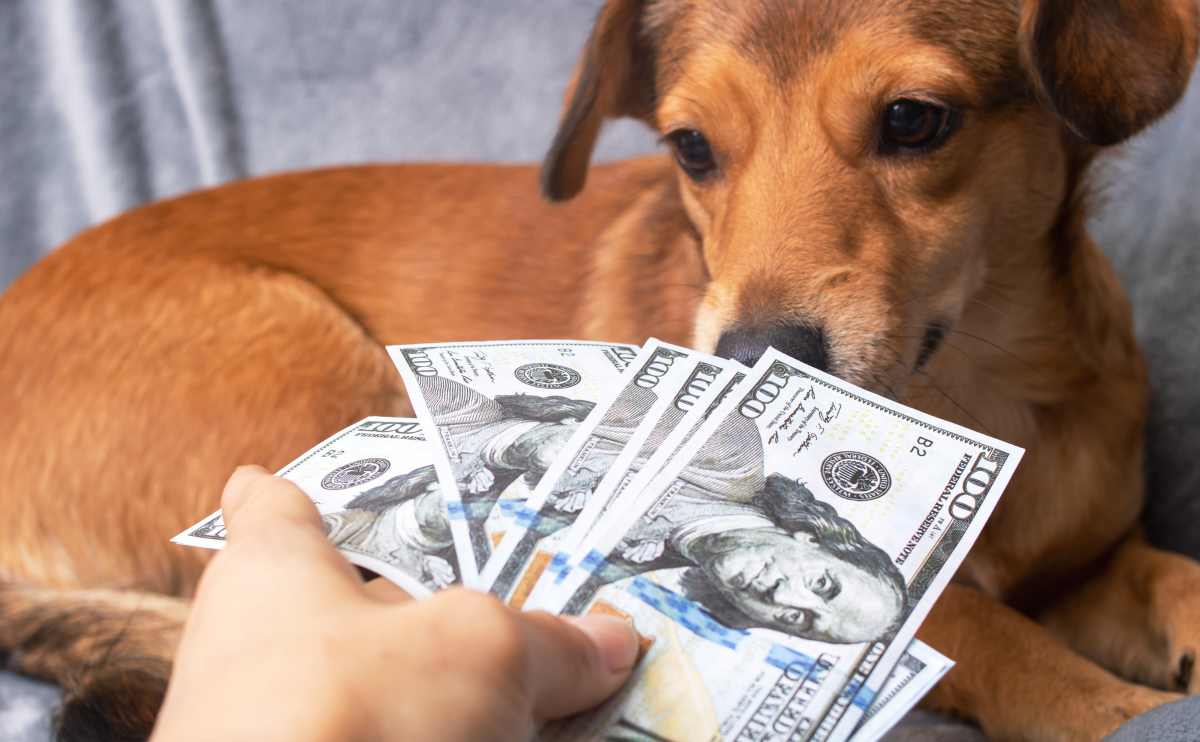 A small dog sniffing a bunch of dollars close up.