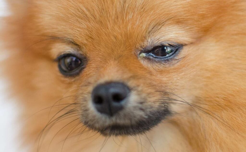 Small dog with eye discharge.