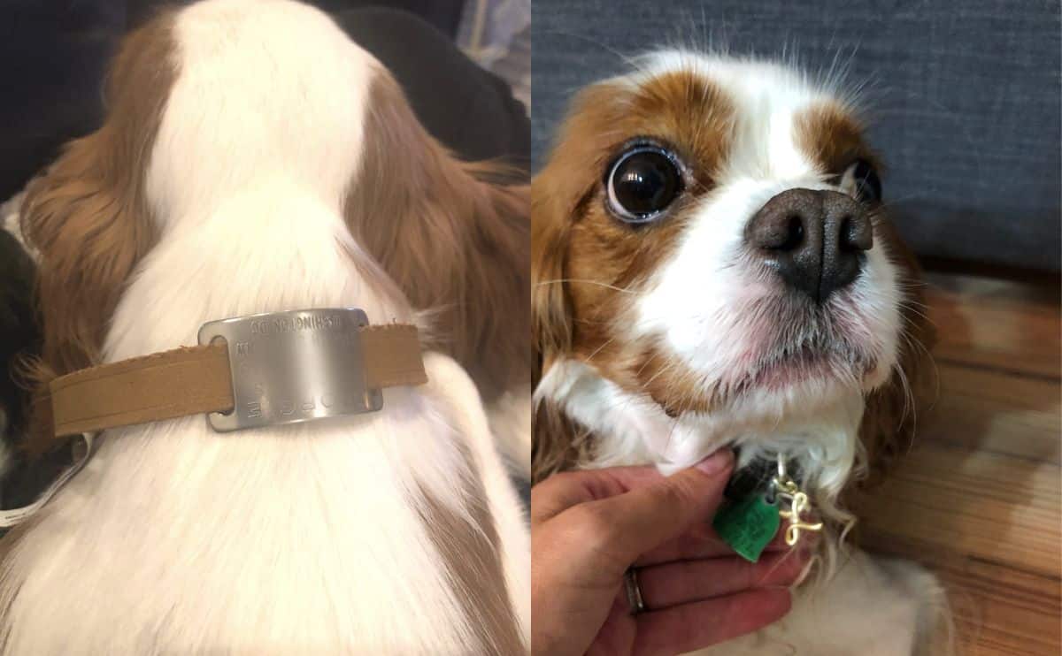 Two cavaliers with ID tags on collar.