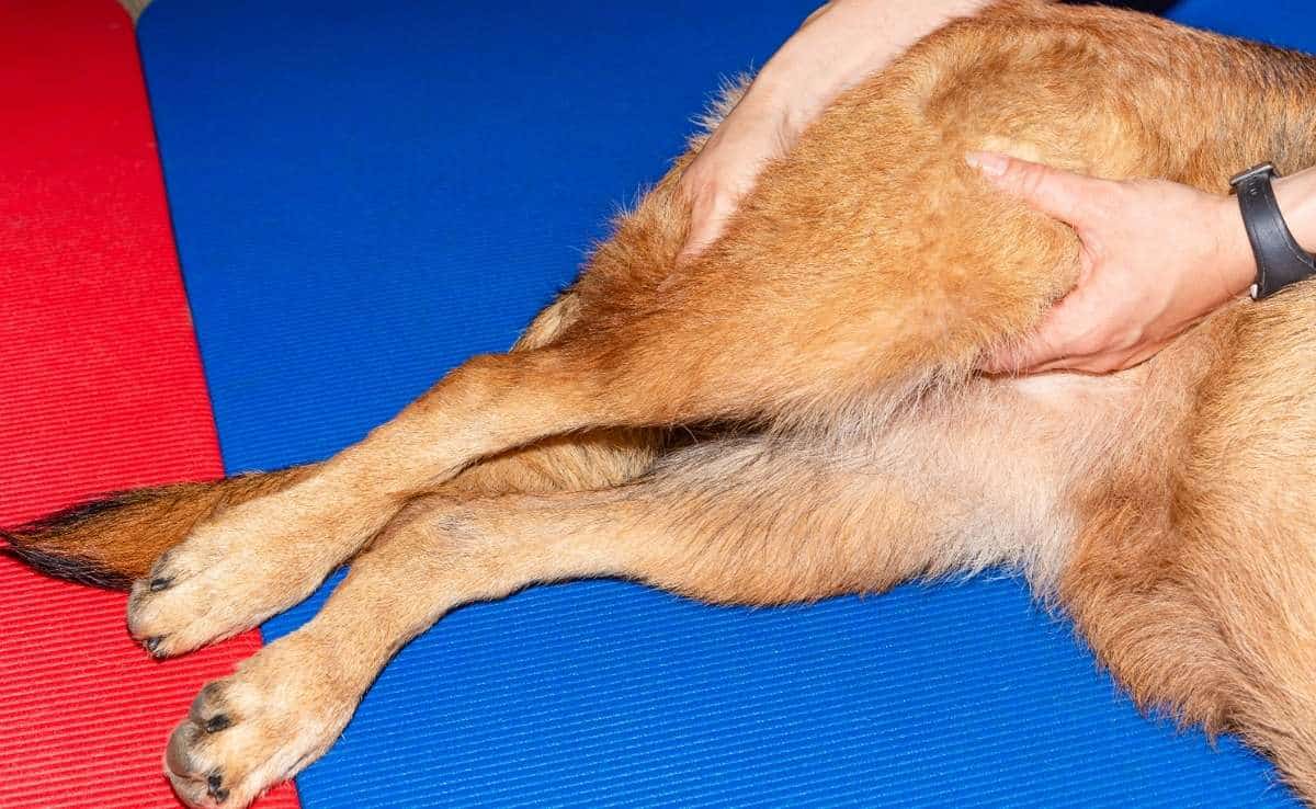 Canine Hip Dysplasia Vet holding dog's leg and hip applying pressure.