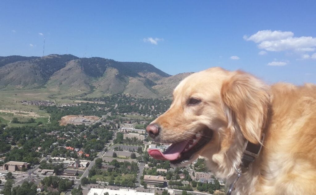 waffles golden in golden jpg
