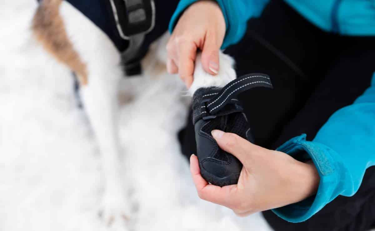Person putting bootie on dog's paw in the snow.